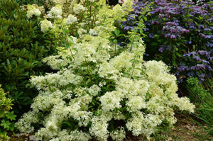 Obraz Hydrangea